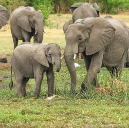 écotourisme en afrique