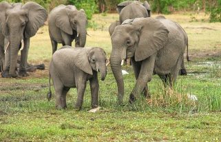 écotourisme en afrique