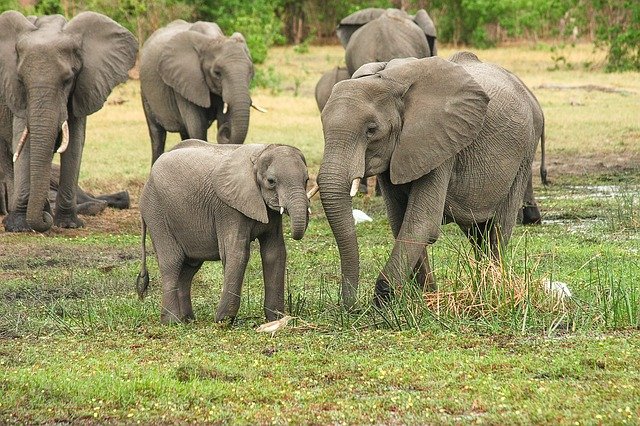 écotourisme en afrique